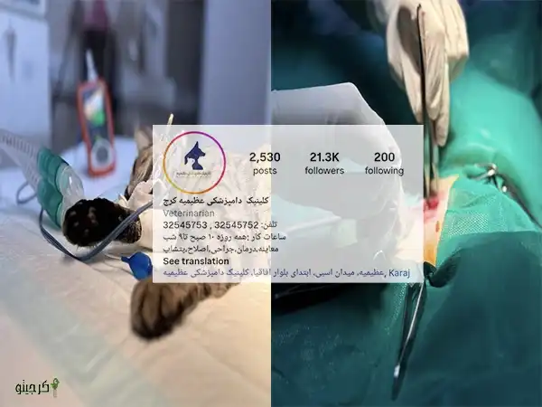 کلینیک دامپزشکی عظیمیه کرج 