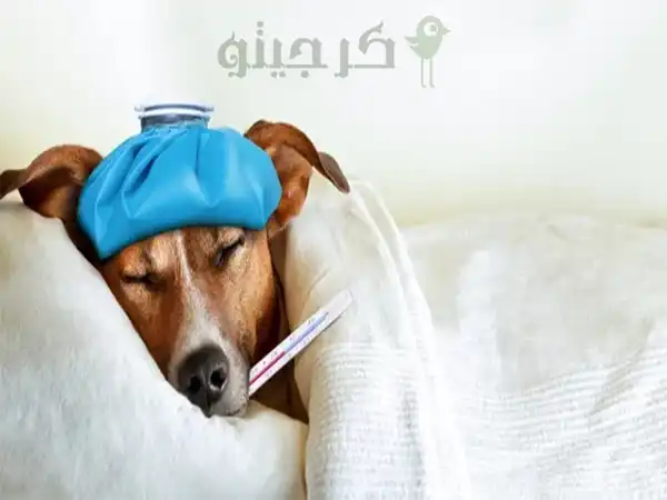 پاپی مریض